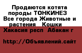 Продаются котята породы ТОНКИНЕЗ - Все города Животные и растения » Кошки   . Хакасия респ.,Абакан г.